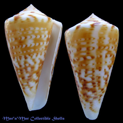Conus carcellesi Martins, 1945