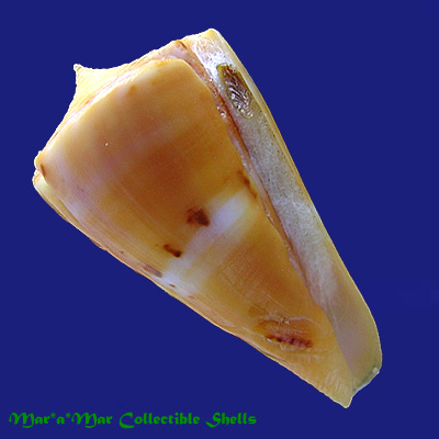 Conus worki Petuch, 1998