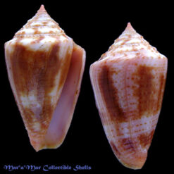 Conus ericmonnieri Petuch & Myers, 2014