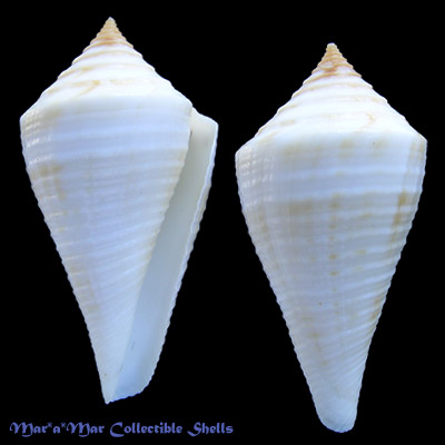 Conus tristensis Petuch, 1987