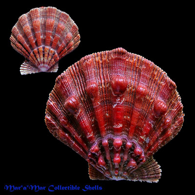 Nodipecten nodosus (Linnaeus, 1758)