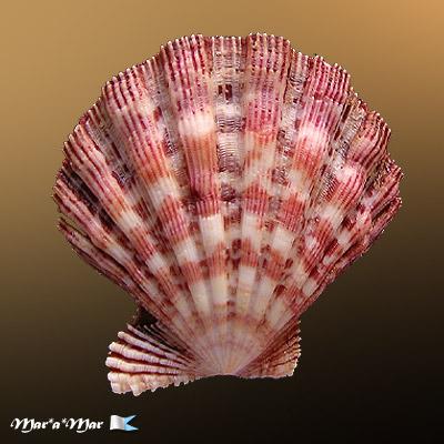 Nodipecten nodosus (Linnaeus, 1758) - Imagem 2