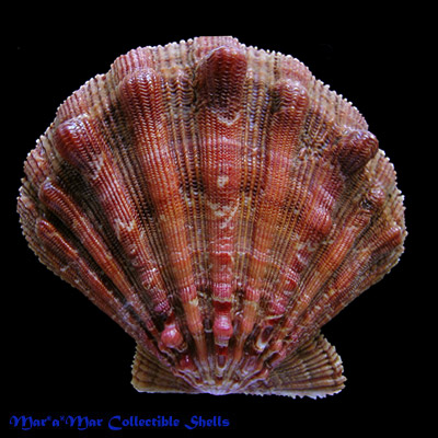 Nodipecten nodosus (Linnaeus, 1758)