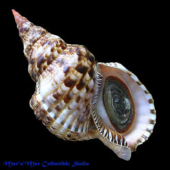 Charonia variegata (Lamarck, 1816)