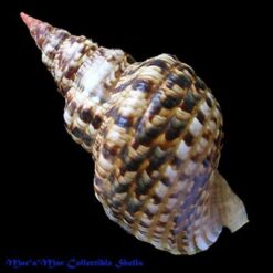 Charonia variegata (Lamarck, 1816) - Imagem 2