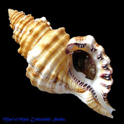 Cymatium parthenopeum (Von Salis, 1793)