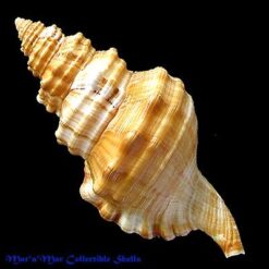 Cymatium parthenopeum (Von Salis, 1793) - Imagem 2