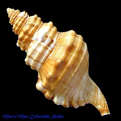 Cymatium parthenopeum (Von Salis, 1793) - Imagem 2