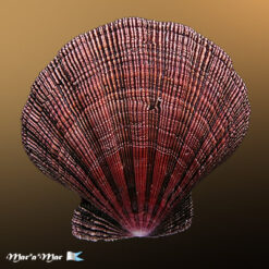 Nodipecten nodosus (Linnaeus, 1758)