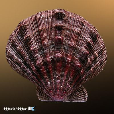 Nodipecten nodosus (Linnaeus, 1758) - Imagem 2