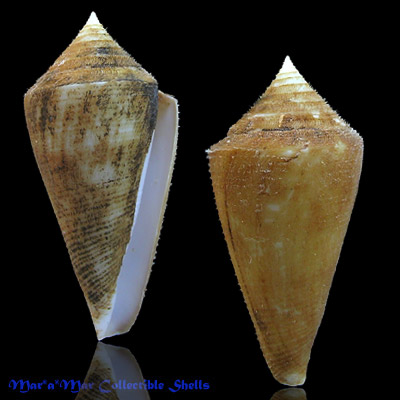 Conus coltrorum Petuch & Myers, 2014