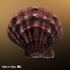 Nodipecten nodosus (Linnaeus, 1758)