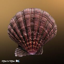 Nodipecten nodosus (Linnaeus, 1758) - Imagem 2