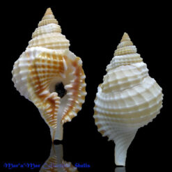 Distorsio clathrata Lamarck, 1816