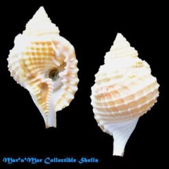 Alternative view of Distorsio clathrata Lamarck, 1816