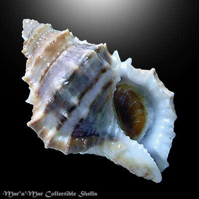 Bufonaria nana (Broderip & Sowerby, 1829)