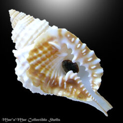 Distorsio decussata (Valenciennes, 1832)