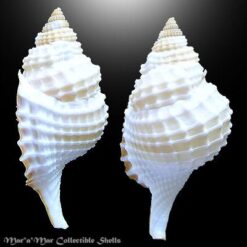 Alternative view of Distorsio decussata (Valenciennes, 1832)