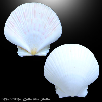 Pecten ziczac (Linnaeus, 1758)
