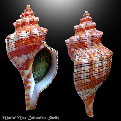 Pleuroploca aurantiaca (Lamarck, 1816)