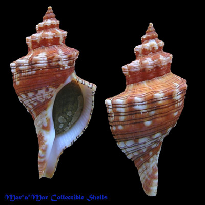 Pleuroploca aurantiaca (Lamarck, 1816)