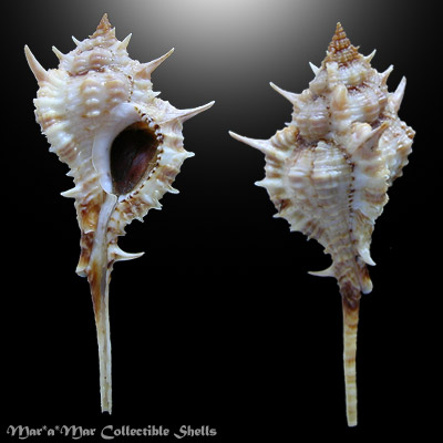 Siratus carolinae (Vokes, 1990)