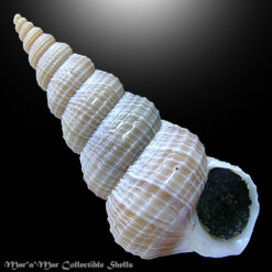 Amaea ferminiana (Dall, 1908)