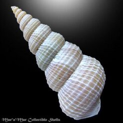 Alternative view of Amaea ferminiana (Dall, 1908)