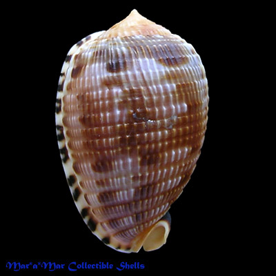 Cypraeacassis testiculus (Linnaeus, 1758)