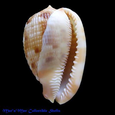 Cypraeacassis testiculus (Linnaeus, 1758) - Image 2
