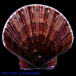 Pecten ziczac (Linnaeus, 1758)