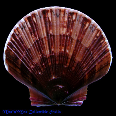 Pecten ziczac (Linnaeus, 1758)