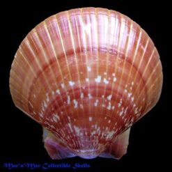 Pecten ziczac (Linnaeus, 1758) - Imagem 2
