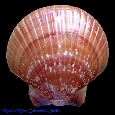 Pecten ziczac (Linnaeus, 1758) - Imagem 2