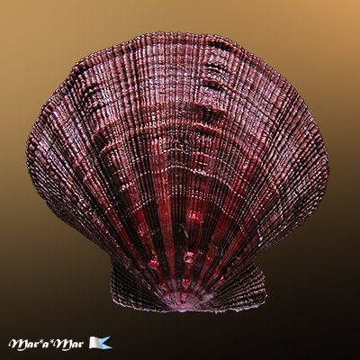 Nodipecten nodosus (Linnaeus, 1758)