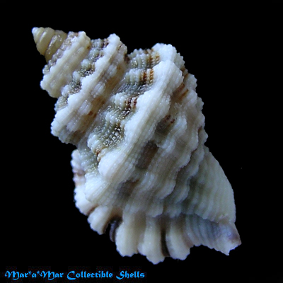 Cymatium labiosum (Wood, 1828)