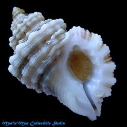 Alternative view of Cymatium labiosum (Wood, 1828)