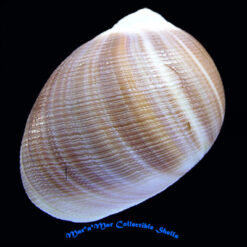 Sinum grayi (Deshayes, 1843)