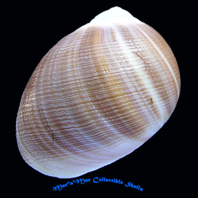 Sinum grayi (Deshayes, 1843)