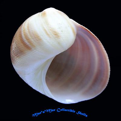 Sinum grayi (Deshayes, 1843) - Imagem 2