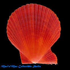 Mimachlamys sanguinea Linné, 1758