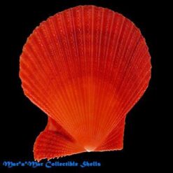 Mimachlamys sanguinea Linné, 1758 - Imagem 2