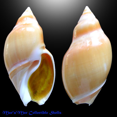 Ancilla glabrata (L., 1758)