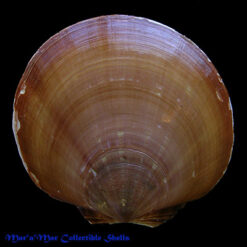 Amusium papyraceum (Gabb, 1873)