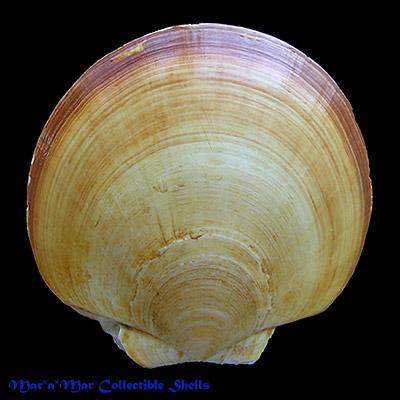 Amusium papyraceum (Gabb, 1873) - Imagem 2
