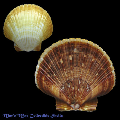 Pecten ziczac (Linnaeus, 1758)
