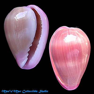 Bullata lilacina (Sowerby, 1846)*