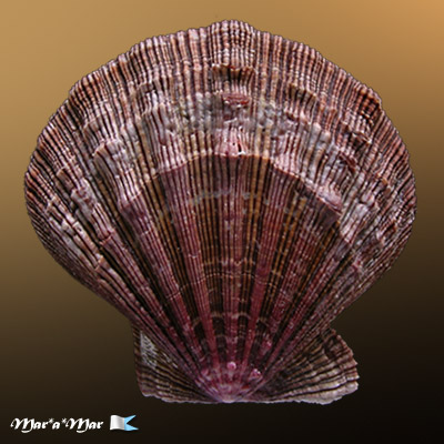 Nodipecten nodosus (Linnaeus, 1758)