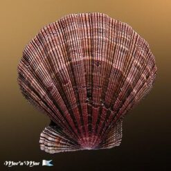Nodipecten nodosus (Linnaeus, 1758) - Imagem 2
