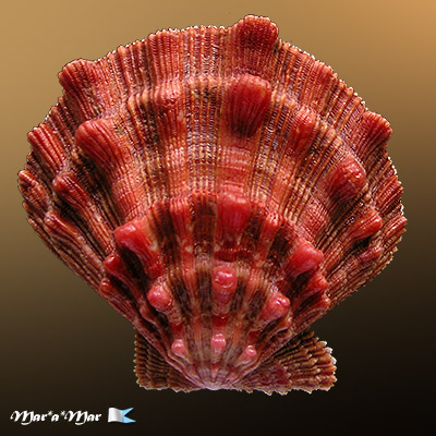 Nodipecten nodosus (Linnaeus, 1758)